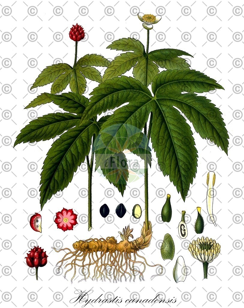 HistAbb_wfo-0000215920_2_ENZY_Simple | Historische Abbildung von Hydrastis canadensis - Ranunculaceae (Kanadische Orangenwurzel) | Historical Illustration of Hydrastis canadensis - Ranunculaceae (goldenseal;orangeroot;sceau d'or)