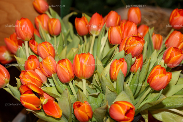 Kinderfasching im Pfarrsaal | Bildershop von pixelworld.at - Realisiert mit Pictrs.com