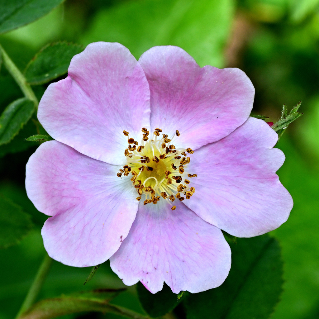 Heckenrose01q | lucisnaturbilder - Realisiert mit Pictrs.com