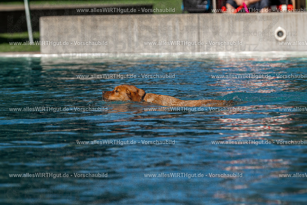 Hundeschwimmen_Volksbad_2026-allesWIRTHgut_Tierfotografie-2609061104-FAY06121 | Professionelle Tierfotografie in Mönchengladbach von Daniel Wirth (allesWIRTHgut). Liebevolle & natürliche Bilder von Hunden & Katzen für unvergessliche Erinnerungen.