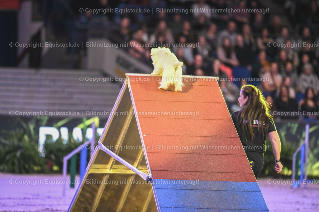20231115_Dog-Agility_0068_TOMsPiC | Foto: Thomas Hartig