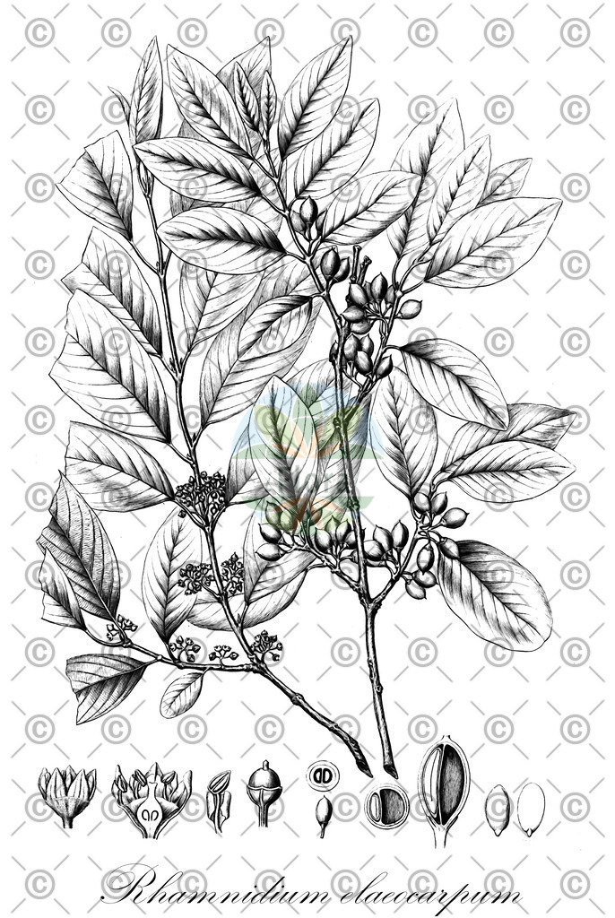 HistAbb_wfo-0001172473_1_ENZY_Simple | Historische Abbildung von Rhamnidium elaeocarpum - Rhamnaceae | Historical Illustration of Rhamnidium elaeocarpum - Rhamnaceae