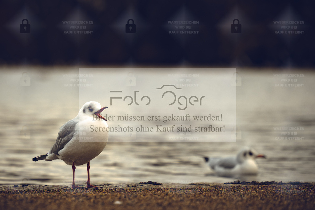 Die Stimme am See | Mit weit geöffnetem Schnabel scheint diese Möwe den Tag zu kommentieren – laut, frei und ganz sie selbst.Ein Moment voller Charakter, eingefangen am ruhigen Ufer, wo Natur und Ausdruck aufeinandertreffen. - Realisiert mit Pictrs.com