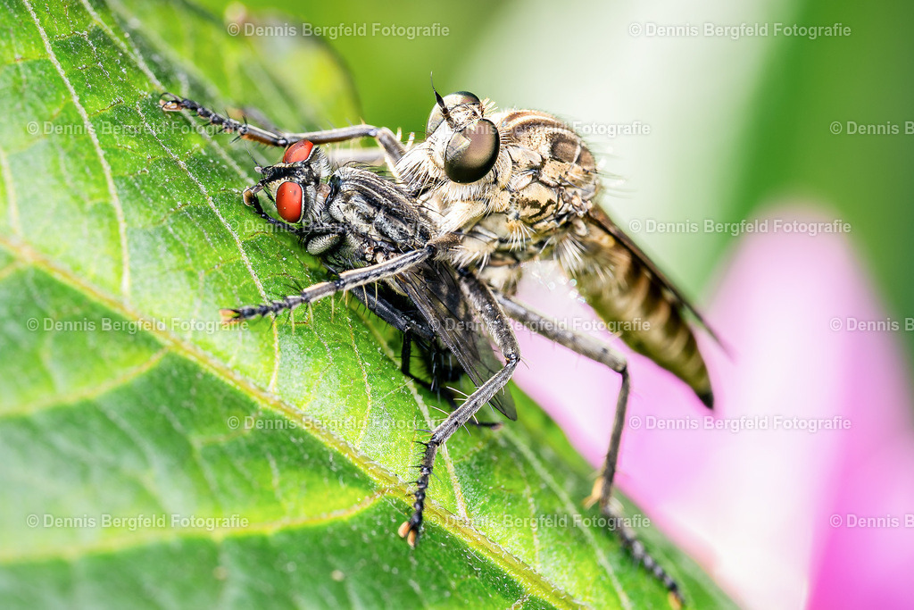 Raubfliege | Entdecken Sie Natur, Makro und Tierfotografie von Dennis Bergfeld.Besondere Momente und Details der Natur, hochwertig als Foto und Wandbild erhältlich. - Realisiert mit Pictrs.com