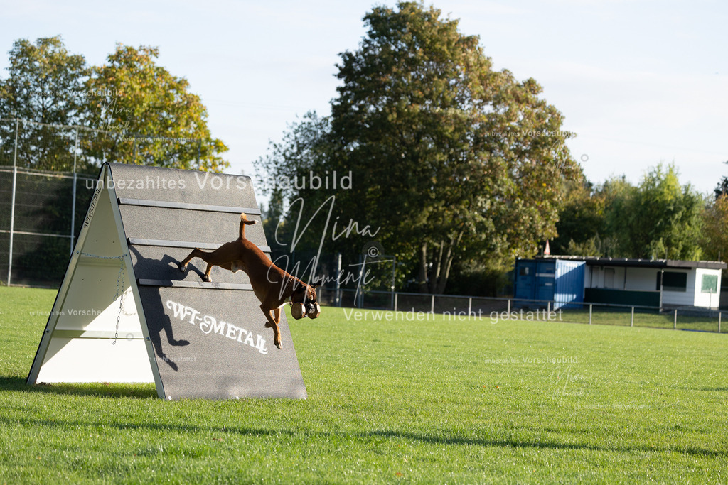 _16A6260 | Einzigartige Fotos von Hunden & Menschen –Actionfotos, Portraits, Vereinsaufnahmen & Paarshootings – authentisch, lebendig & mit Herz.