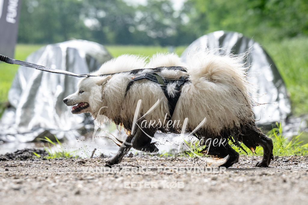 0930_ZZ90997 | kk-dogfotos