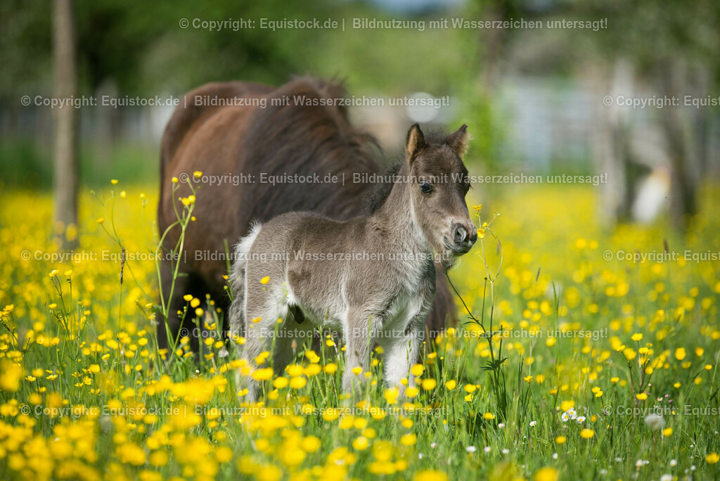 20150507_Fohlen_0018 | equistock