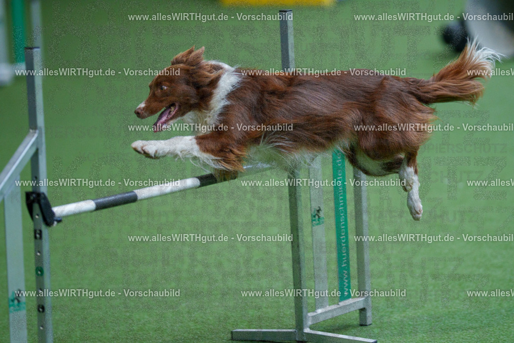 @allesWIRTHgut_Tierfotografie - www.allesWIRTHgut.de - 2604261527-7R505658 | Professionelle Tierfotografie in Mönchengladbach von Daniel Wirth (allesWIRTHgut). Liebevolle & natürliche Bilder von Hunden & Katzen für unvergessliche Erinnerungen.