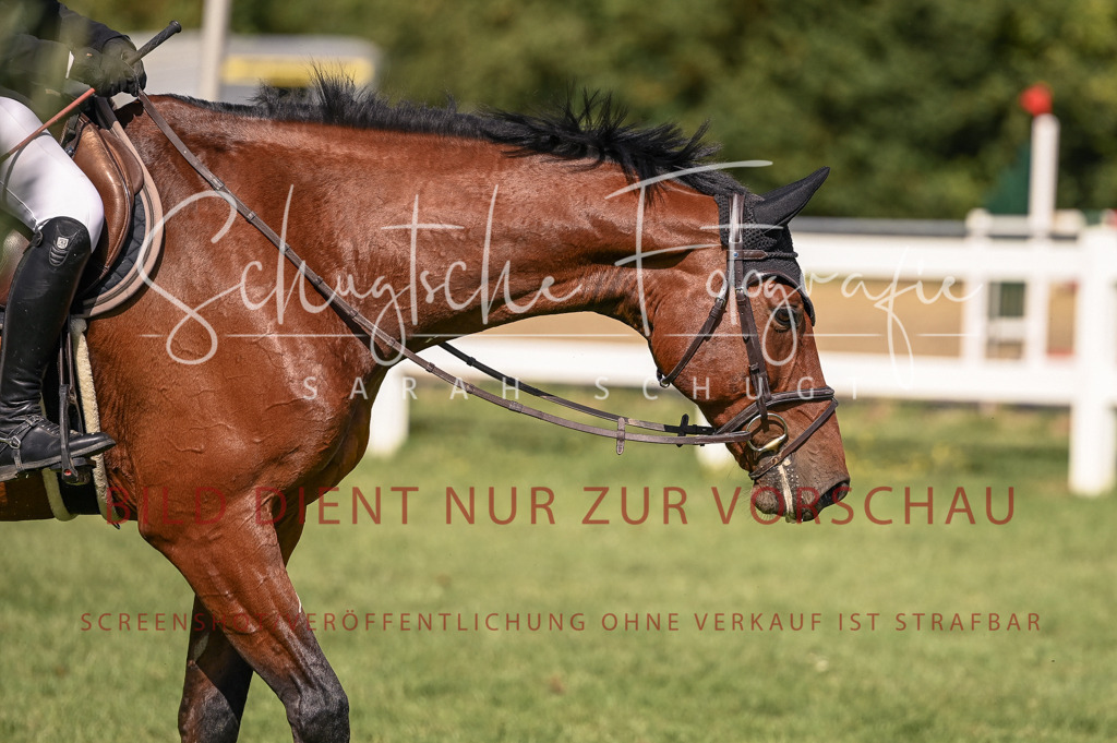 Schugtsche-Düren.2024-08.Amat.Springprf.L-35 | Schugtsche Fotografie - Realisiert mit Pictrs.com