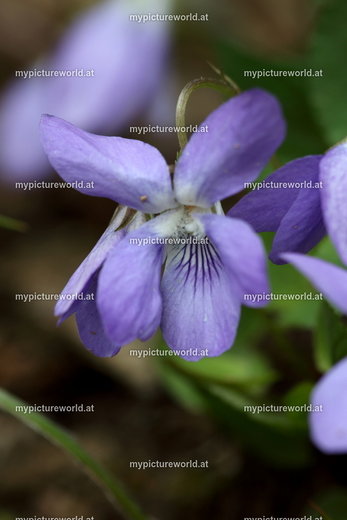 Märzveilchen-006 | Das Bilderarchiv über Tiere, Planzen und Landschaften. In der Bilddatenbank finden Sie ein große Auswahl an hochwertigen Bilder für Ihre Werbung - Realisiert mit Pictrs.com