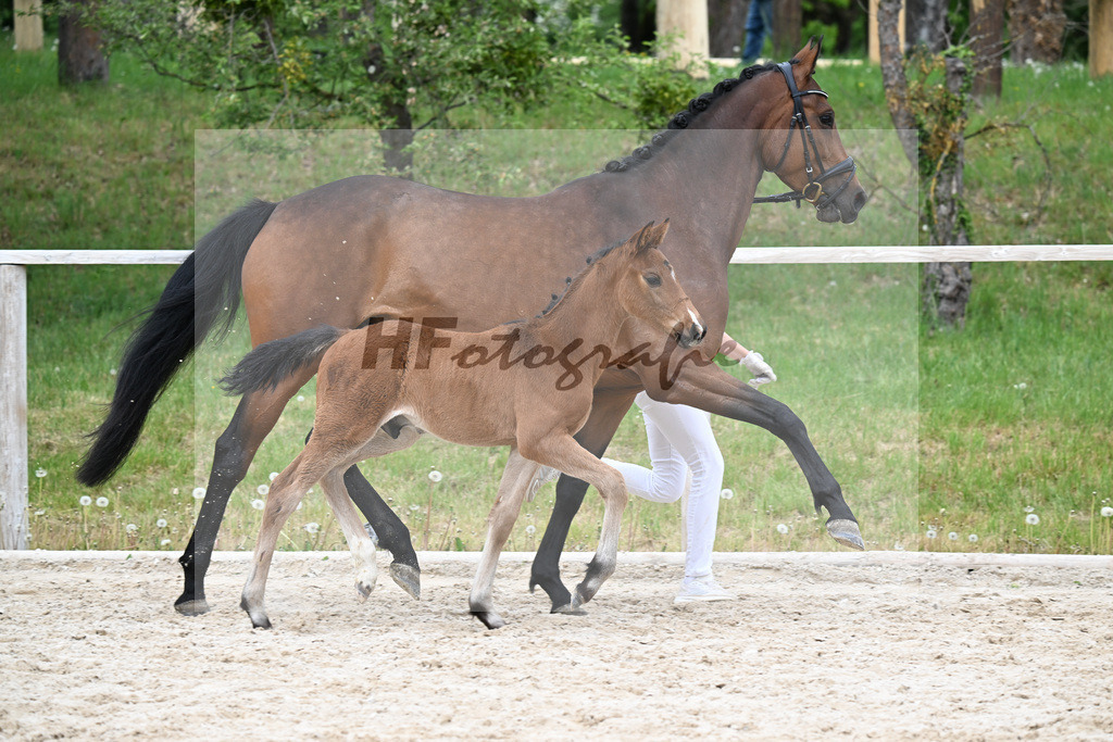Kat-Nr. 32 HF Chelici Orange x High Level_Heinzelmann_24260909 | hf-fotografie - Realizzato con Pictrs.com