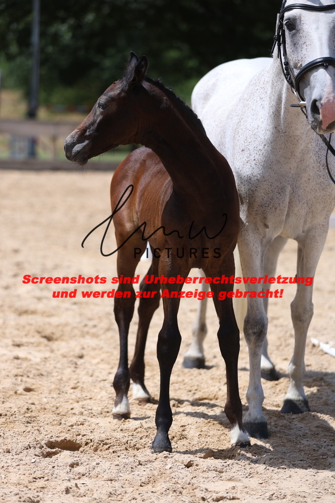 Fohlenschau_Schwäbisch_Hall_springbetonte_Fohlen_KN 33_7 | lmwpictures - Realisiert mit Pictrs.com