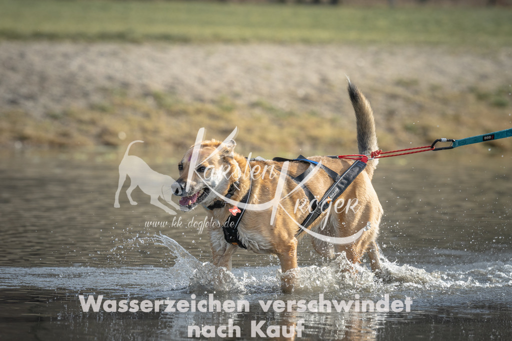 1021_ZZ96971 | kk-dogfotos