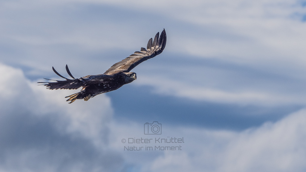 Junger Weißschwanz Seeadler | Junger Weißschwanz Seeadler 
Svolvaer, Lofoten Norwegen - Realisiert mit Pictrs.com