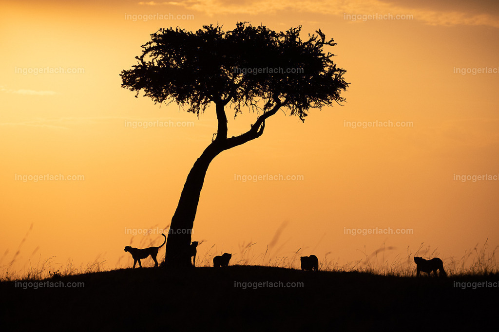 Die Gepardenkoalition beim Sonnenuntergang | Die fünf Gepardenbrüder oder auch Gepardenkoalition genannt fotogen auf einem Hügel bei Sonnenuntergang
