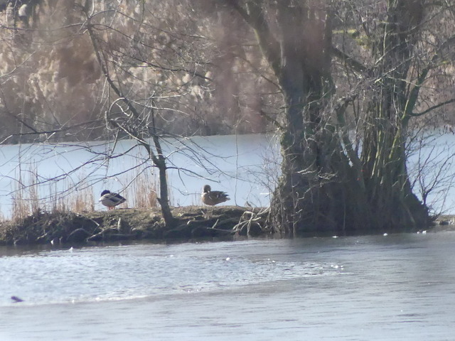 Kleiner Maasdorfer Teich(1) | Verkauf von Fotos und  Videoclips zumThema Natur.Motive sind Pflanzen, Tiere, Landschaftenund Wetter - Realisiert mit Pictrs.com