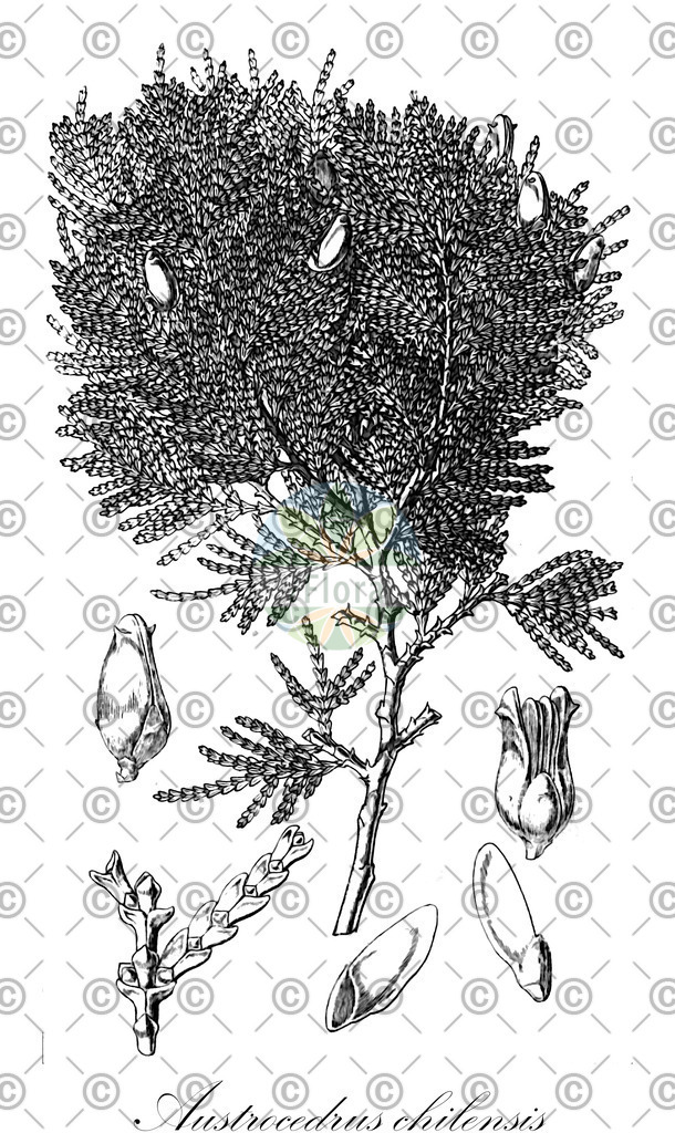 HistAbb_wfo-0001330320_1_ENZY_Simple | Historische Abbildung von Austrocedrus chilensis - Cupressaceae (Chilenische Flusszeder) | Historical Illustration of Austrocedrus chilensis - Cupressaceae