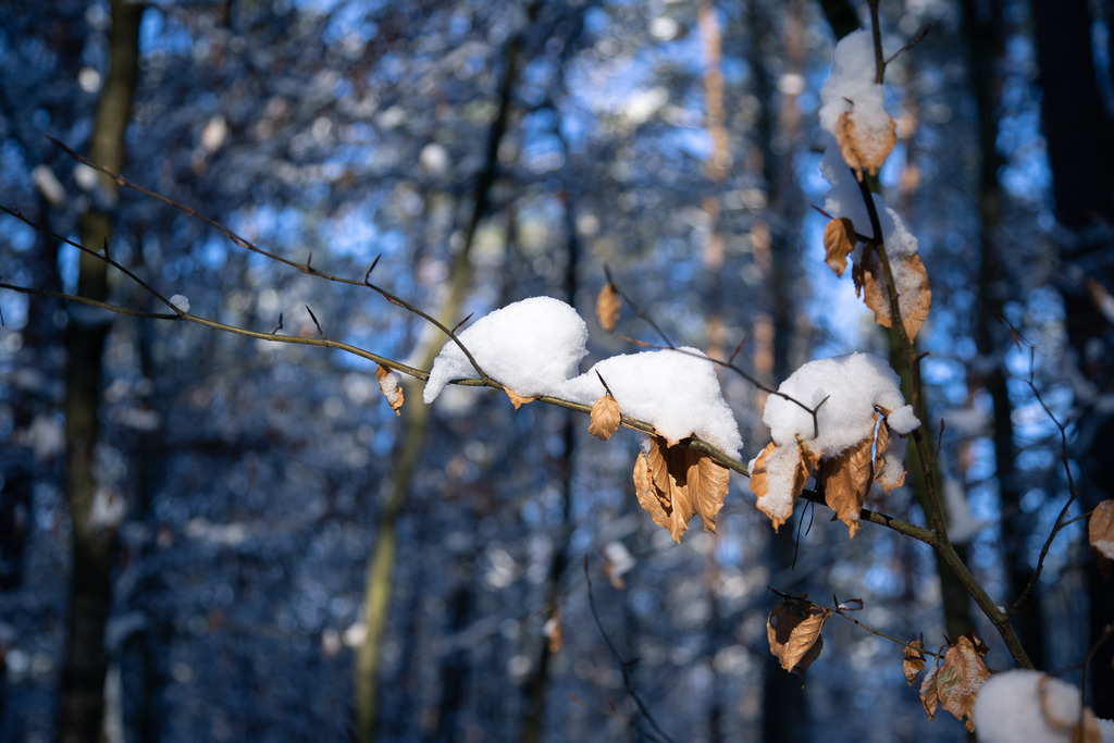Winterwald Neumühle | Entdecke die Wildnis der Küstenregion Nordwestmecklenburgs mit neuen Augen, Ohren und offenem Herzen. Begleite mich auf meinen Expeditionen in die Natur, in den Wald und ans Wasser. - Realisiert mit Pictrs.com