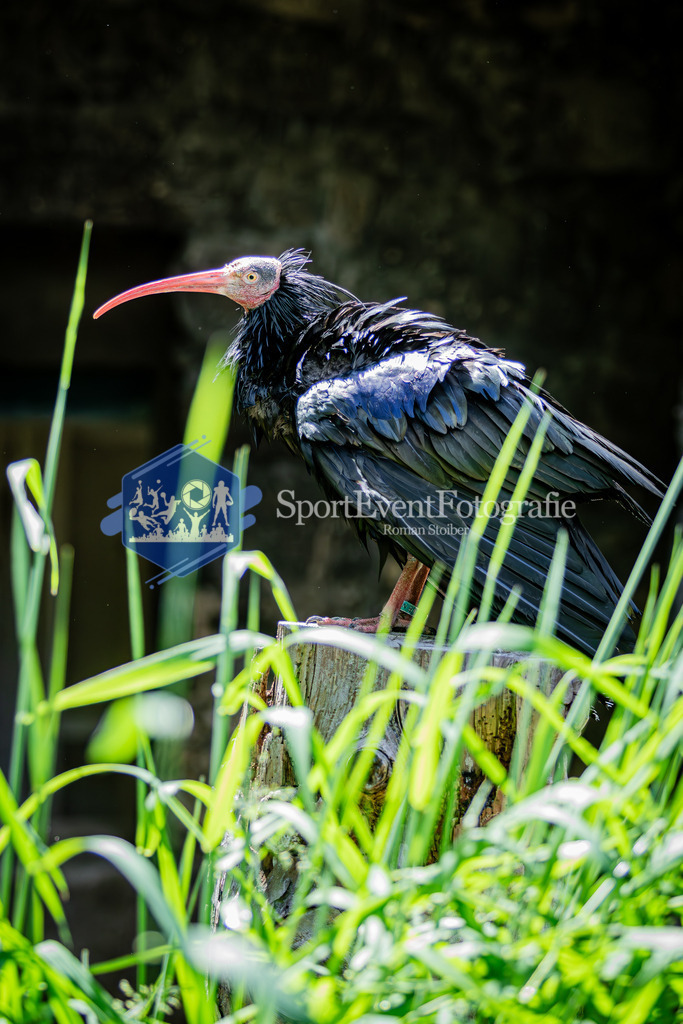 IMG_6639 | SportEventFotografie - Roman Stoiber