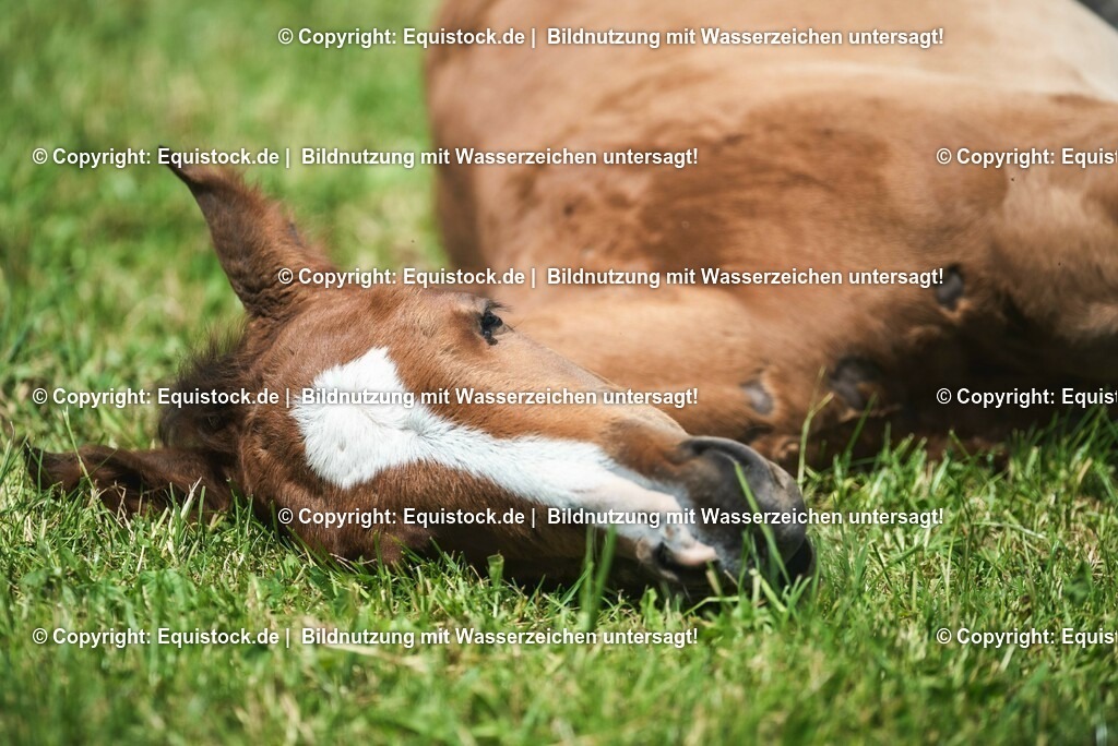 20210617_Fohlen_0288 | Foto: Thomas Hartig