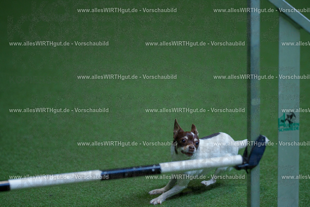 @allesWIRTHgut_Tierfotografie - www.allesWIRTHgut.de - 2604261327-7R501891 | Professionelle Tierfotografie in Mönchengladbach von Daniel Wirth (allesWIRTHgut). Liebevolle & natürliche Bilder von Hunden & Katzen für unvergessliche Erinnerungen.