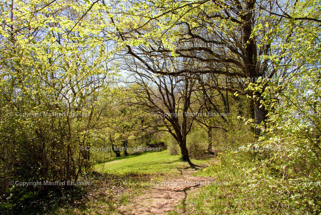 Vorfrühlings-Laubwald im Gegenlicht WB-022 | Wald, Ruhe, Erholung, Abschalten, relaxen, Augenoasen, Kraft tanken, Waldbaden, Stress reduzieren, Bäume, Kirschblüten, Frühlingswald, Sonne im Wald, Licht im Wald, Herbstwald, Waldwege, Gebirgswald, Wasser im Wald, Felsen im Wald, - Realisiert mit Pictrs.com