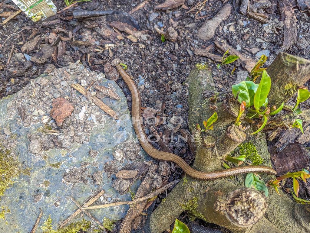 0001_Blindschleiche_PXL_20240527_074641523_4080 x 3072_ | Die Blindschleiche ist eine Eidechse und keine Schlange,  sie liebt die Trockenmauer oder Spalten im Fels. - Realisiert mit Pictrs.com
