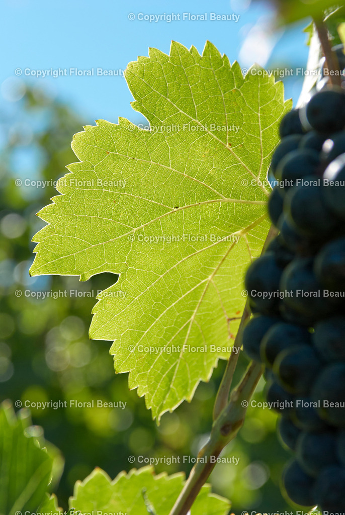 Weingut in Italien | Weinblatt vor blauem Himmel - Realisiert mit Pictrs.com