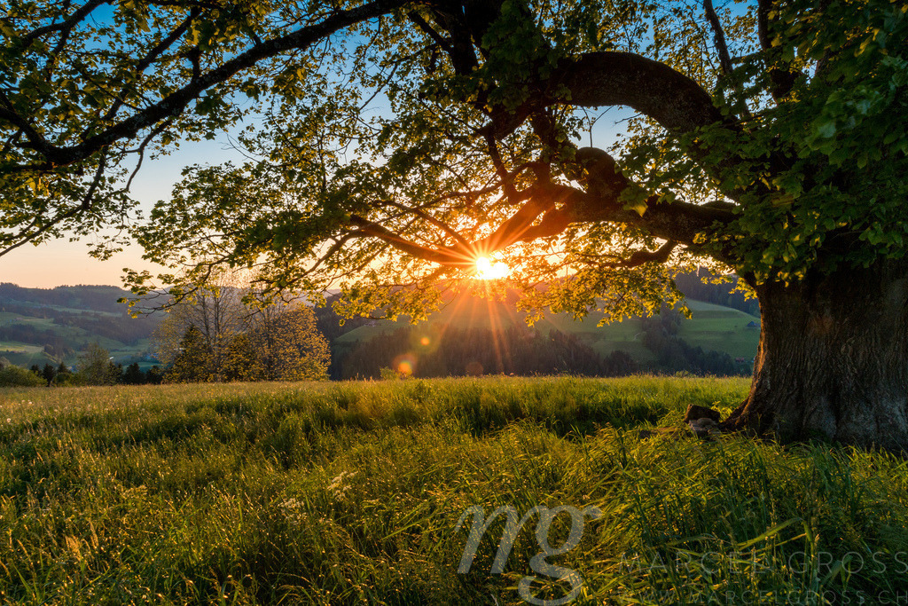 sunset behind a giant tree in Emmental | sunset behind a giant tree in Emmental - Realizzato con Pictrs.com