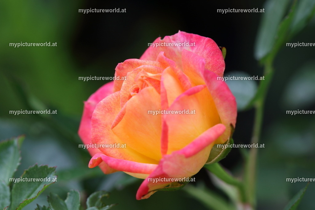 Rose-007 | Das Bilderarchiv über Tiere, Planzen und Landschaften. In der Bilddatenbank finden Sie ein große Auswahl an hochwertigen Bilder für Ihre Werbung - Realisiert mit Pictrs.com