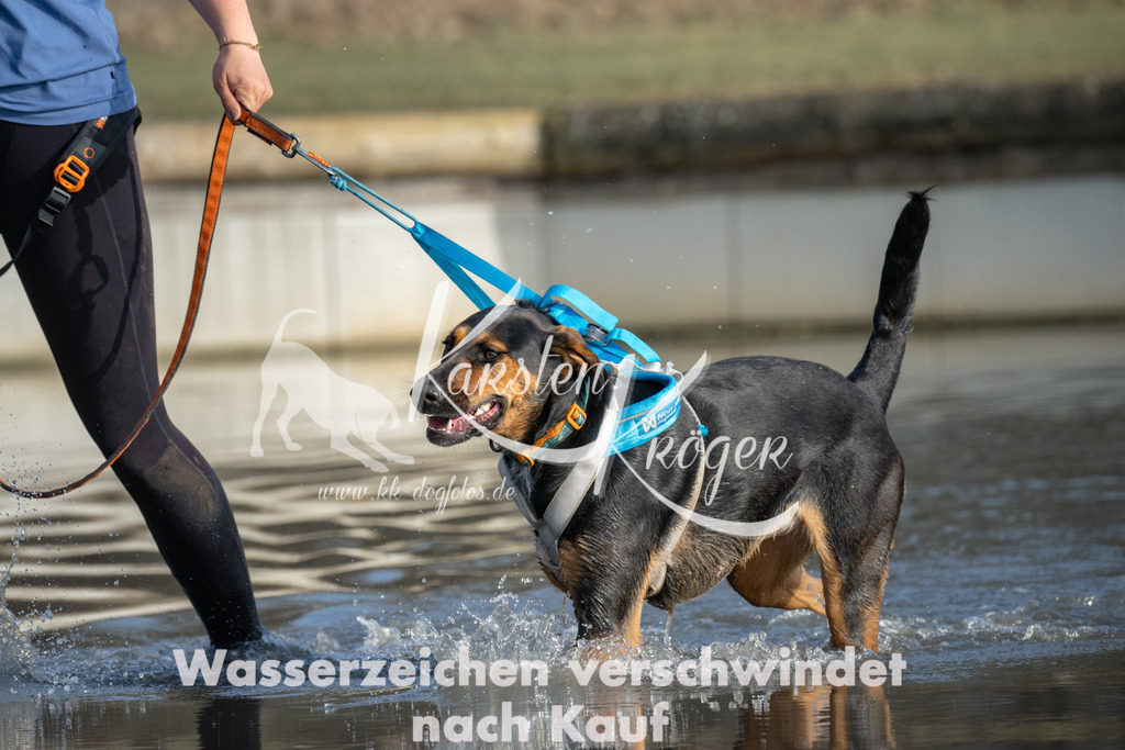 1531_ZZ91783 | kk-dogfotos