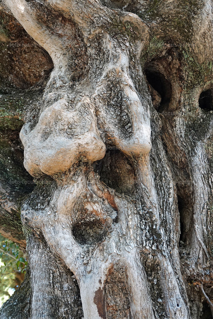 Stories of the Ancient Olive Trees | Ancient Olive Trees