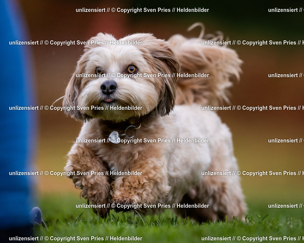 Sven Pries | 2024-04-21 - Hunderennen Baden-Oos
Foto: Sven Pries - Realisiert mit Pictrs.com