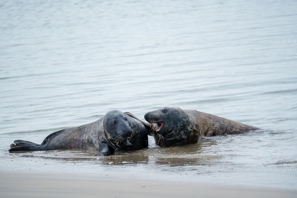 allesWIRTHwild.de - 7IV02754-Verbessert-RR | Entdecke die faszinierende Welt der Natur- und Wildlife-Fotografie von Daniel und Bärbel. Inspirierende Bilder von wilden Tieren und kleinen Naturwundern.