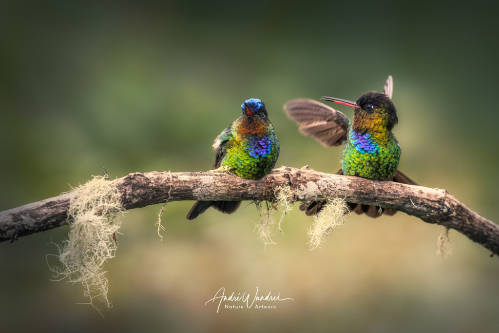 Meinungsverschiedenheiten | Andre Wandrei - Nature Artworx - Realisiert mit Pictrs.com