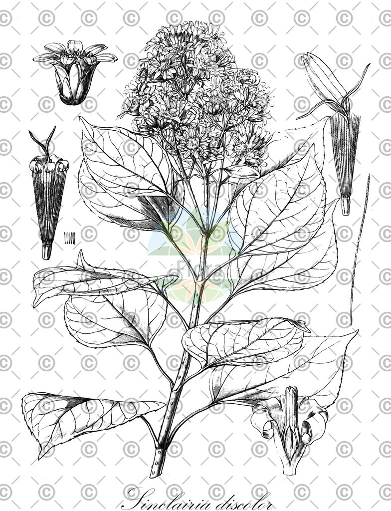 HistAbb_wfo-0000311212_1_ENZY_Simple | Historische Abbildung von Sinclairia discolor - Asteraceae | Historical Illustration of Sinclairia discolor - Asteraceae