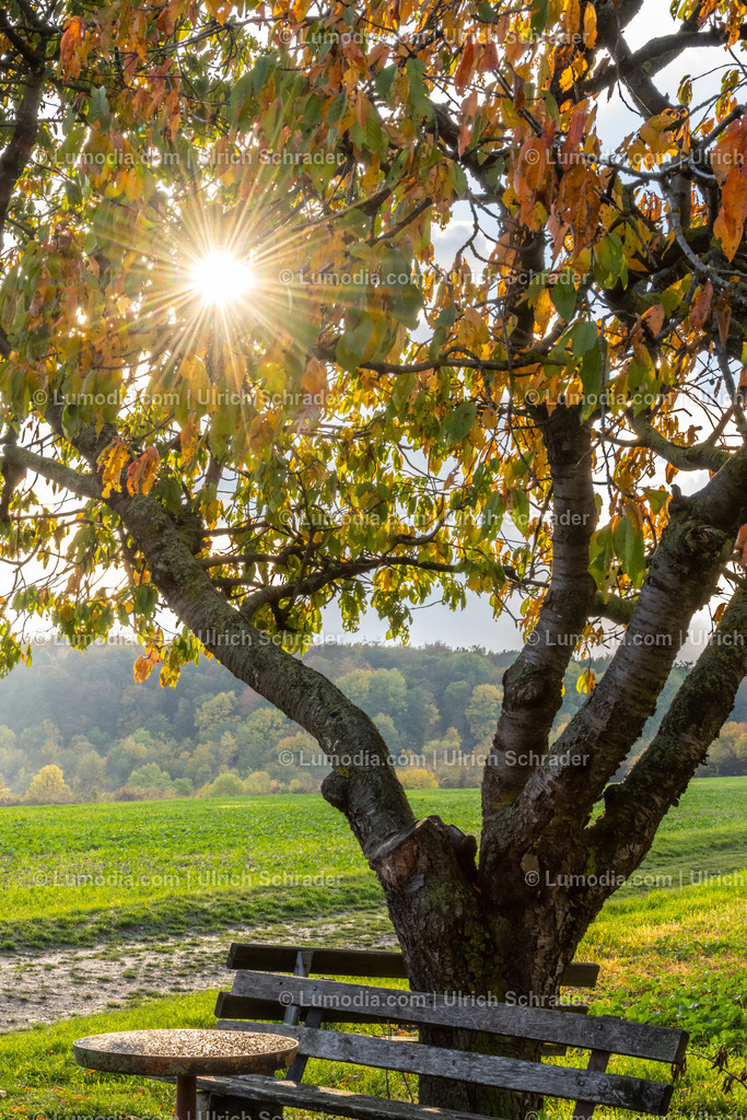 10049-12671 - Herbst am Huy | Stockfoto und Bilderpool mit Bildmaterial aus Deutschland, dem Harz, Halberstadt, Quedlinburg, Wernigerode und weltweit. Qualitativ hochwertige und professionelle Fotos anschauen und kaufen. - Realisiert mit Pictrs.com