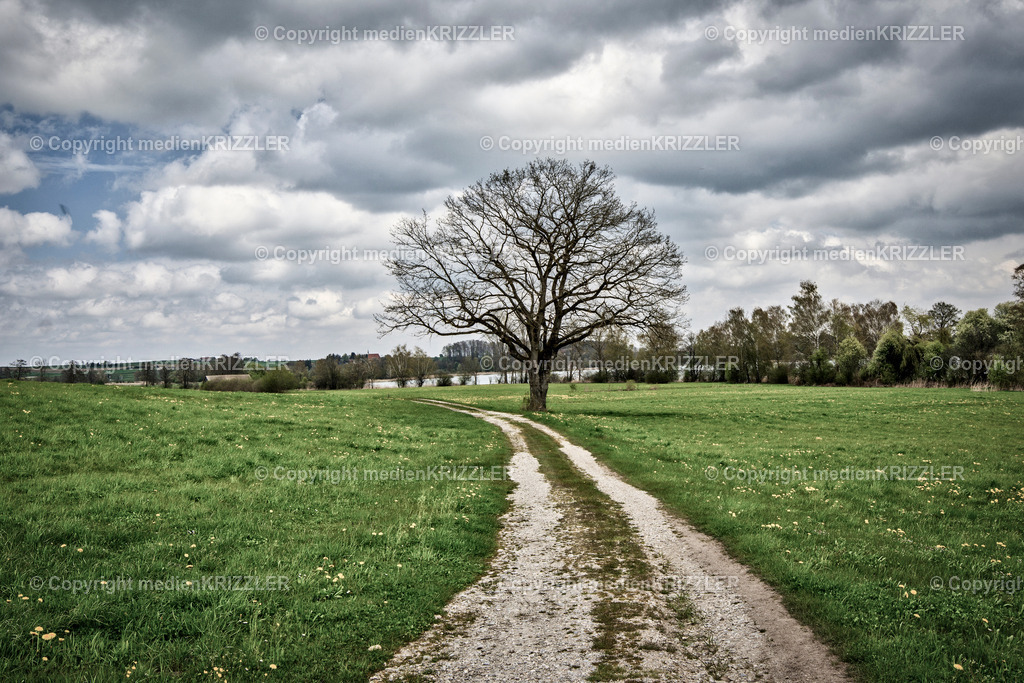 _07A7388 | Einsamer Baum am Tachinger See - Realisiert mit Pictrs.com
