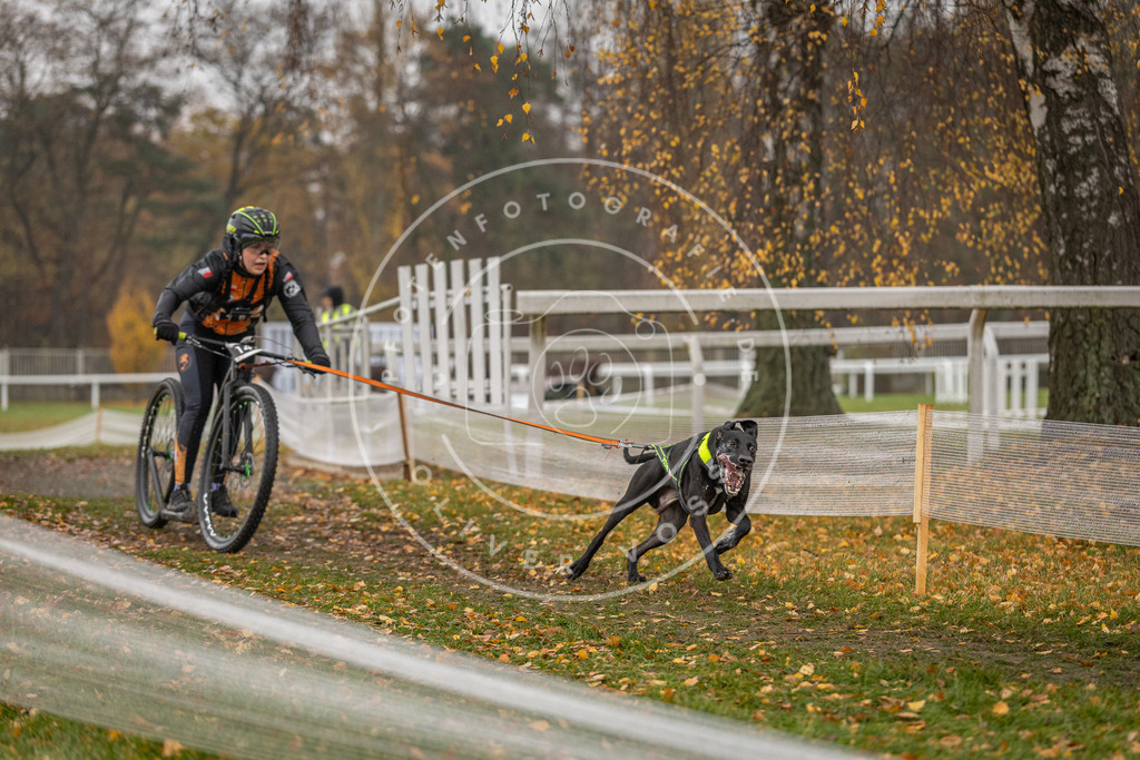 CaniXpix_DV3A8291 | Hundefotografie, Tierfotograf, Pfotenfotografie, Fotoshooting Hund, Hunde Portrait, Hundesport, Hundeportraits, Heideshooting, Hunde, Sportfotograf, Hundefotograf, Turnierhundsport, THS,  - Realisiert mit Pictrs.com