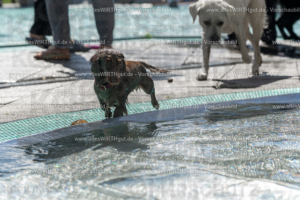 Hundeschwimmen_Volksbad_2026-allesWIRTHgut_Tierfotografie-2609061336-FAY06794 | Professionelle Tierfotografie in Mönchengladbach von Daniel Wirth (allesWIRTHgut). Liebevolle & natürliche Bilder von Hunden & Katzen für unvergessliche Erinnerungen.