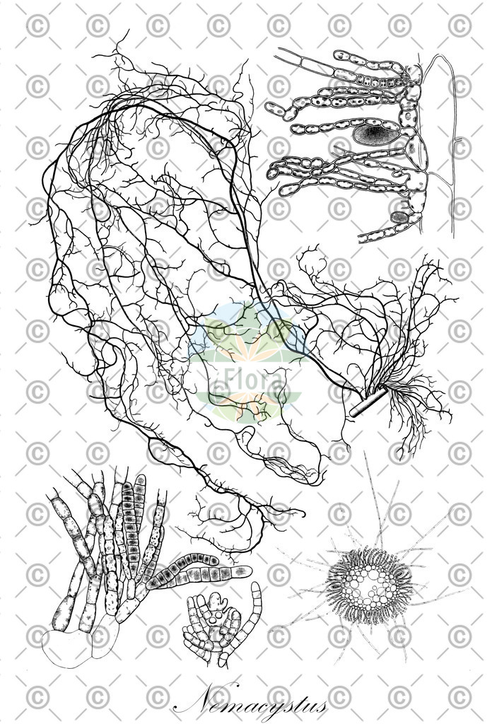 HistAbb_63DND_2_ENZY_Simple | Historische Abbildung von Nemacystus - Chordariaceae (0) | Historical Illustration of Nemacystus - Chordariaceae (0)