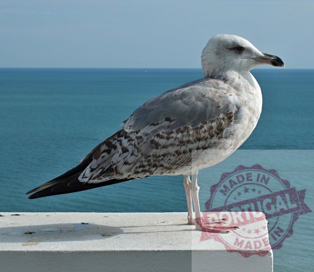 Seagull perching on wall overlooking blue ocean | Seagull standing on a white wall, overlooking the blue water and sea horizon - Realisiert mit Pictrs.com