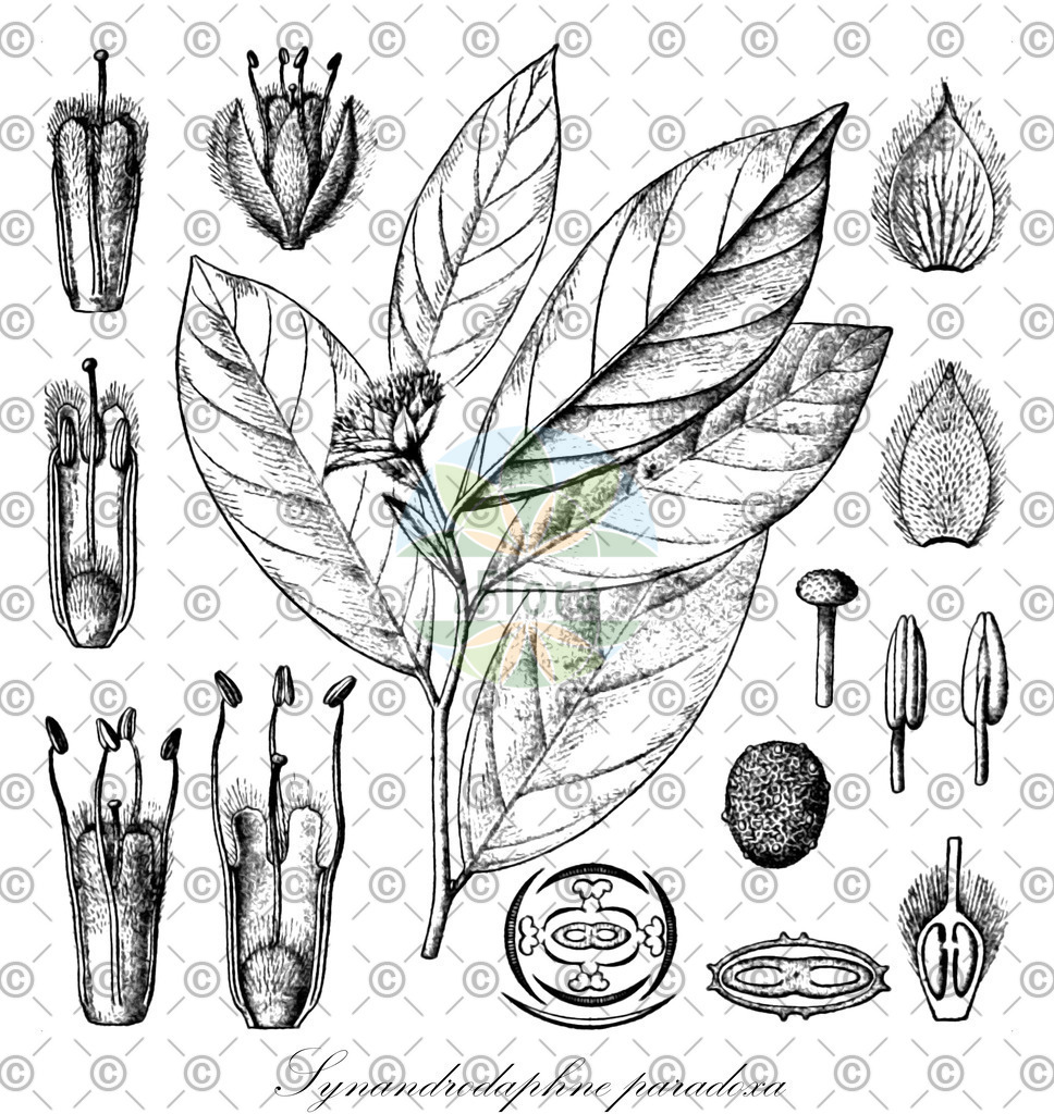 HistAbb_wfo-0000504723_1_ENZY_Simple | Historische Abbildung von Synandrodaphne paradoxa - Thymelaeaceae | Historical Illustration of Synandrodaphne paradoxa - Thymelaeaceae
