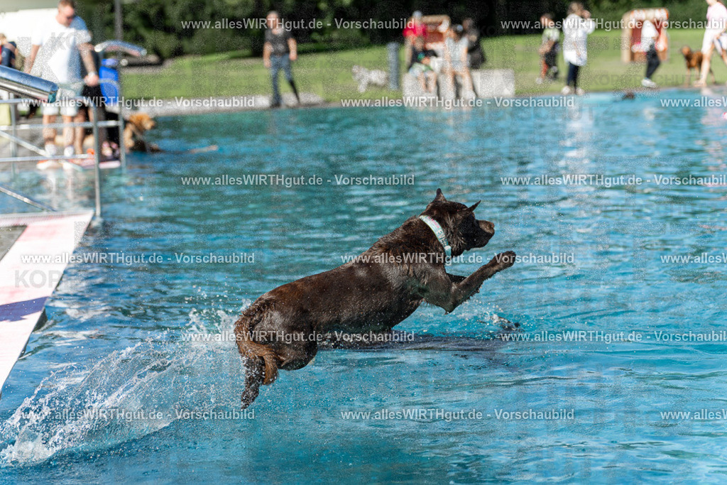 Hundeschwimmen_Volksbad_2026-allesWIRTHgut_Tierfotografie-2609061155-110548-7R509961 | Professionelle Tierfotografie in Mönchengladbach von Daniel Wirth (allesWIRTHgut). Liebevolle & natürliche Bilder von Hunden & Katzen für unvergessliche Erinnerungen.