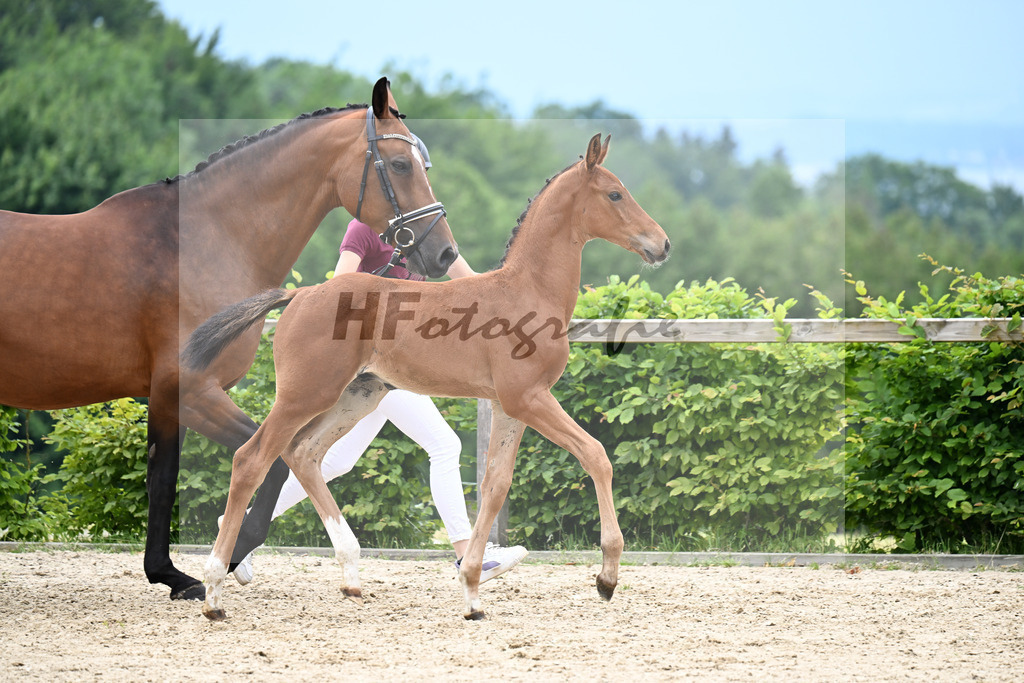 Kat-Nr. 9 Consantos x Comme il faut_HF_Mayer_14250371 | hf-fotografie - Realisiert mit Pictrs.com