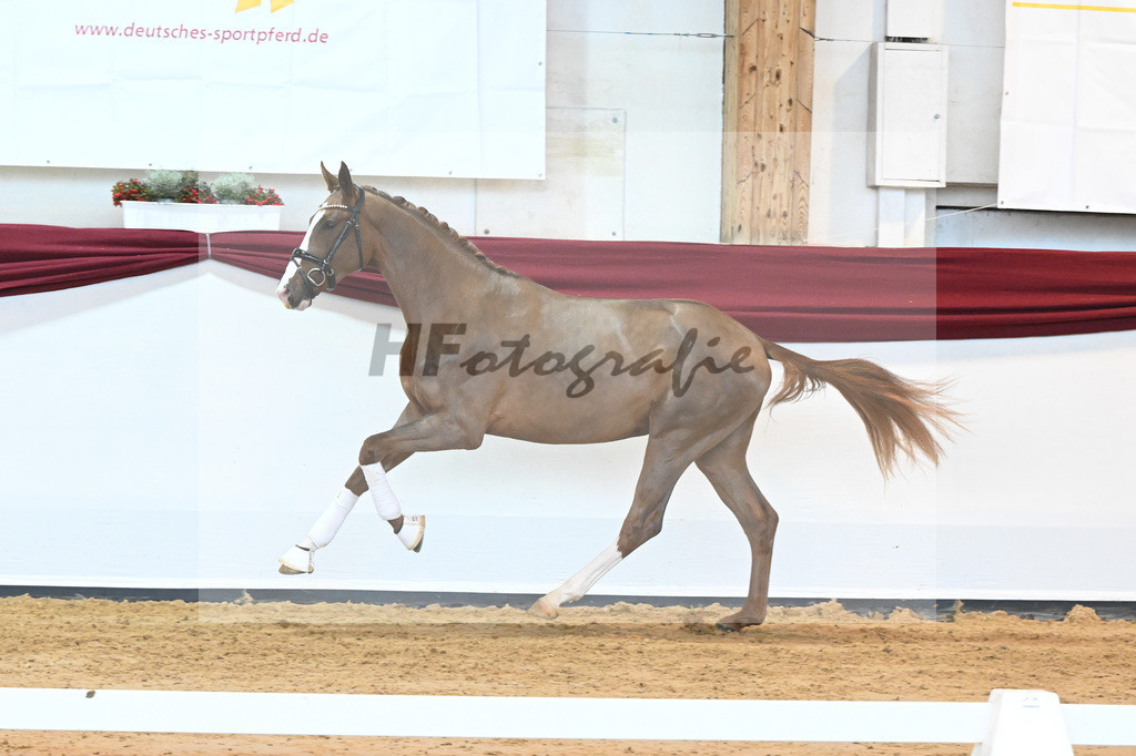 Kat-Nr. 5 v. Benicio_Wille_66221653 | hf-fotografie - Realisiert mit Pictrs.com