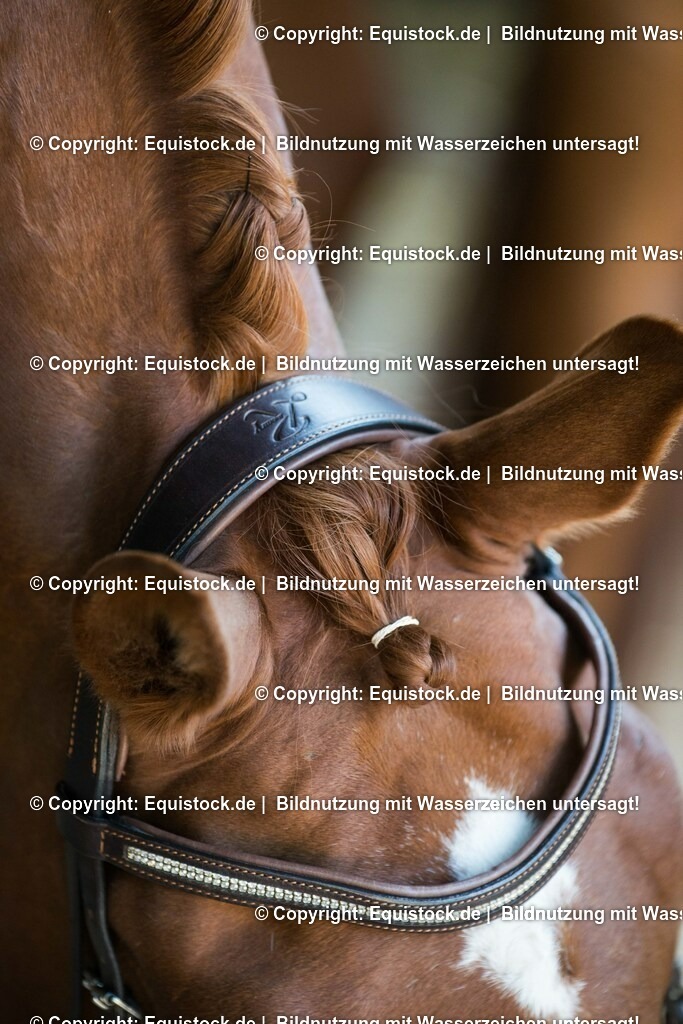 TS_20170624_Details_Trense_0003 | Foto: Thomas Hartig