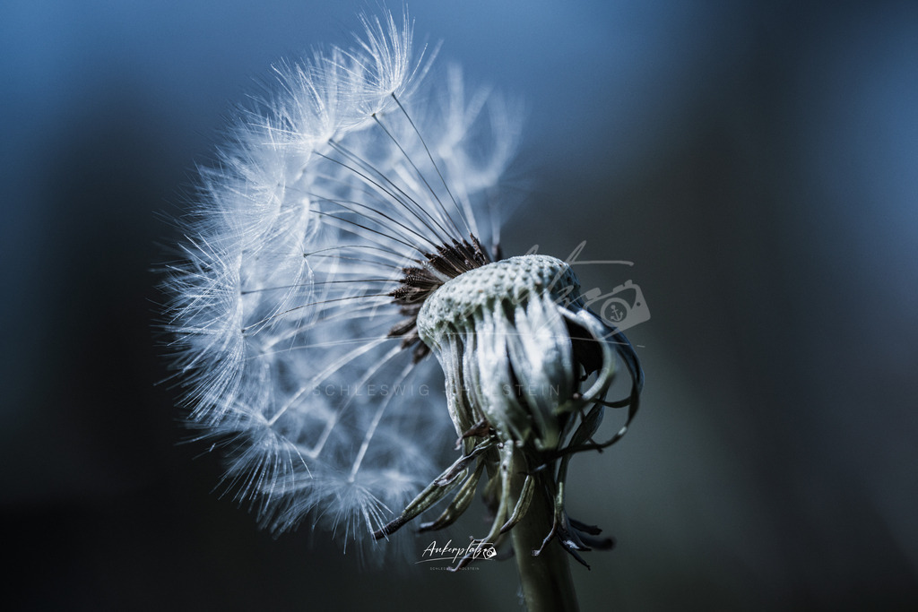 Pusteblume | ankerplatz-schleswig-holstein - Realisiert mit Pictrs.com
