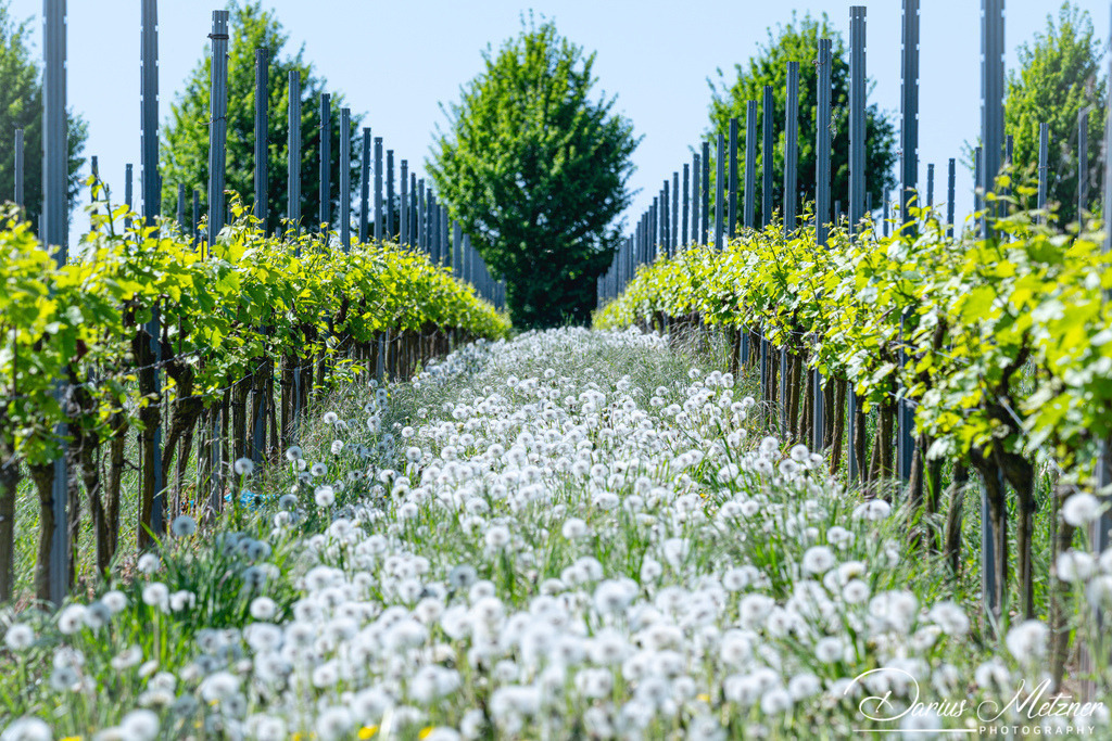 DSC_9708 | Fotografien, Fotos und Bilder aus Mainz, Frankfurt, Wiesbaden und anderen Orten auf der Welt - Fotografiert von Darius Metzner