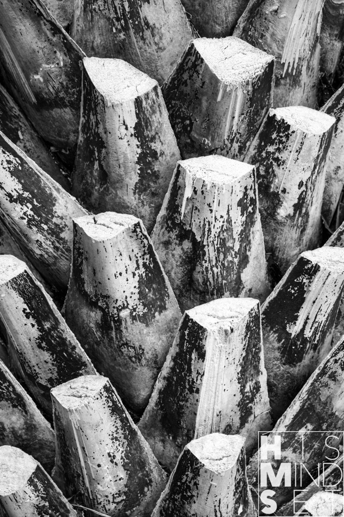 Palmcut | Sichere dir dein Lieblingsbild von HISMINDSET als Print für dein Zuhause oder das Büro! - Realisiert mit Pictrs.com